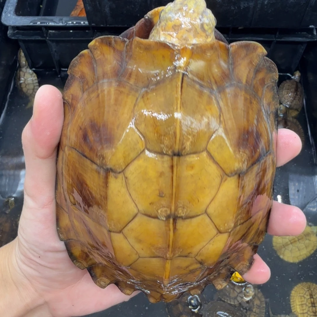 不分公母宠物龟剧缘