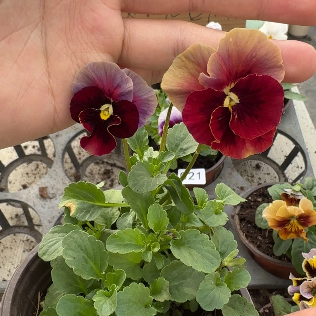 大部分花苞少量开放022