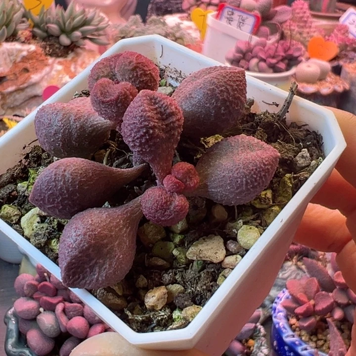 静*?小贵货多肉植物一物一拍