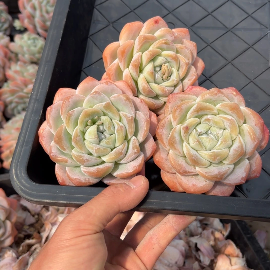 青禾的三个单头冰玉好看