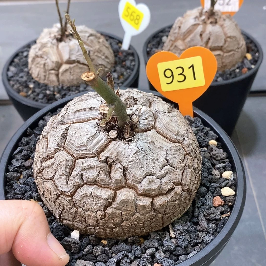 南非龟甲龙龟甲龙