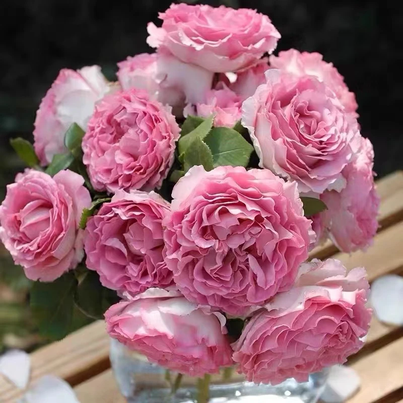 无刺罗伊 月季浓香花大苗爬藤蔷薇庭院阳台四季开大花藤本罗依