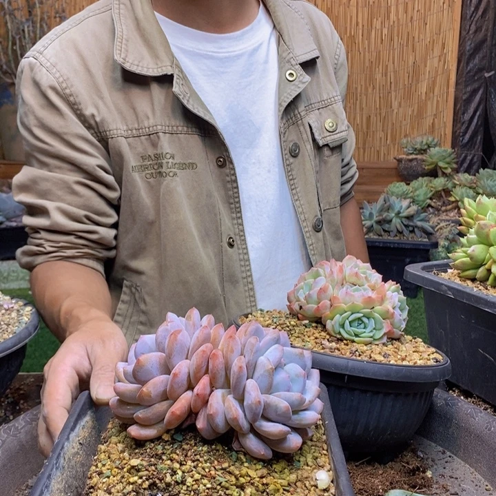 阿***の310号橙子多肉植物