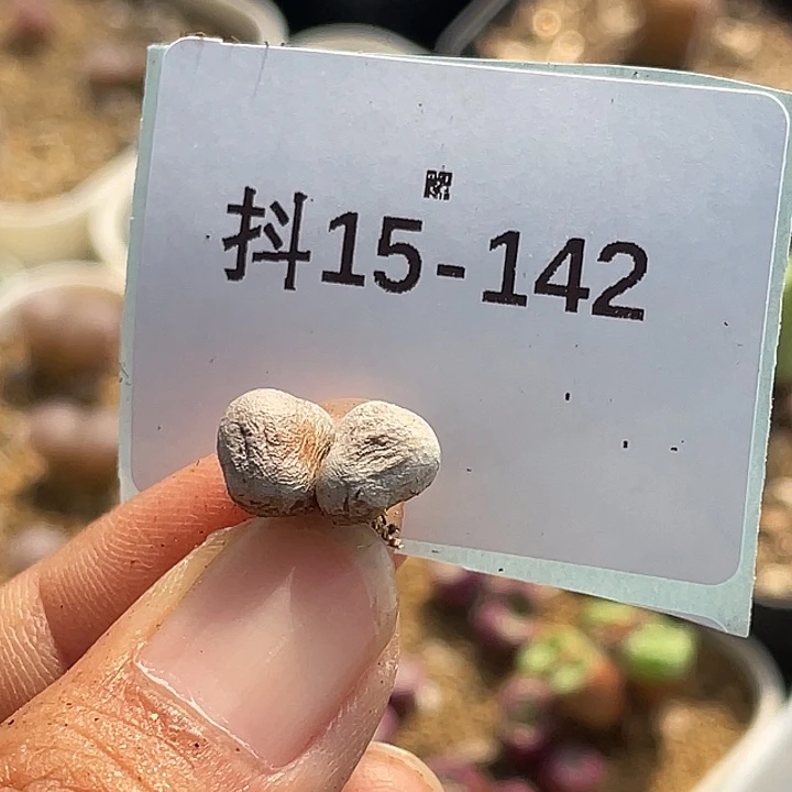 彭***15-142肉锥多肉植物