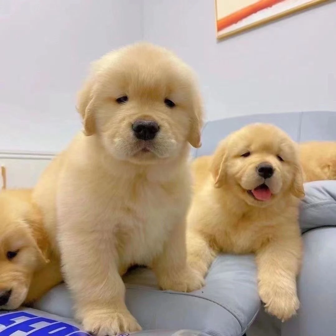 纯种*金*毛*幼犬宝宝沙滩金*枫叶红*活体幼犬狗狗陪伴犬