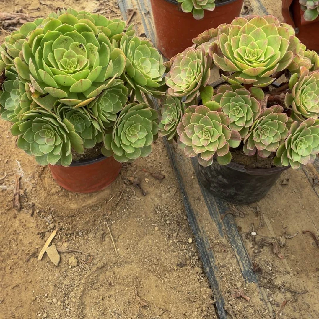 321，322 法师多肉断枝不包