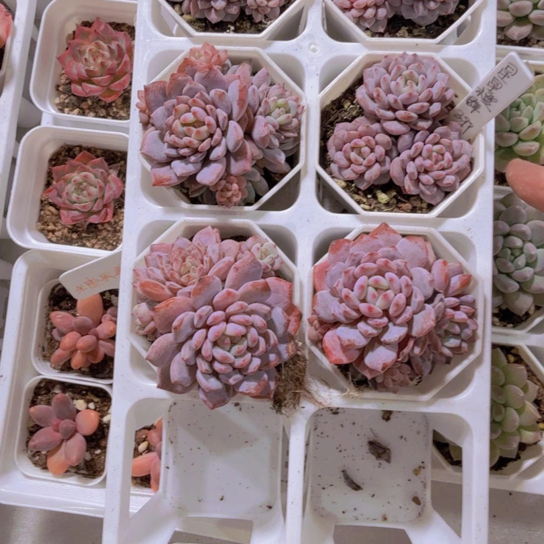 星星橙群一颗八角盆