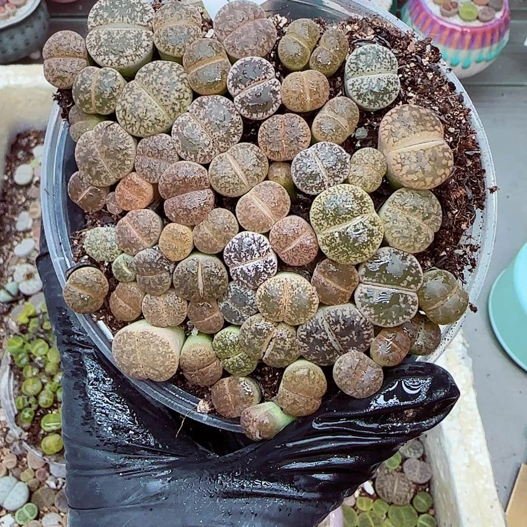 生石花满18包邮0927-88