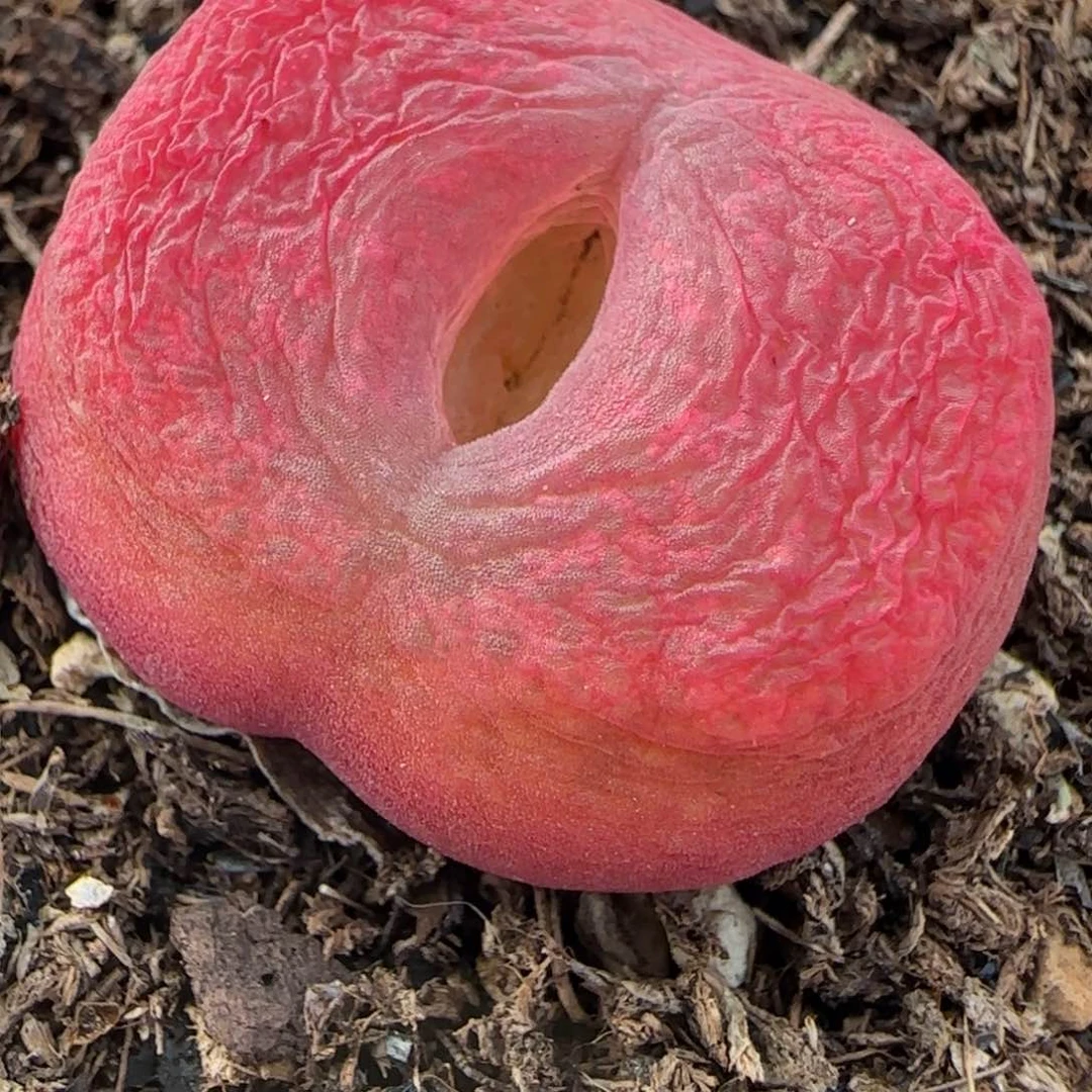 多肉植物70号链接