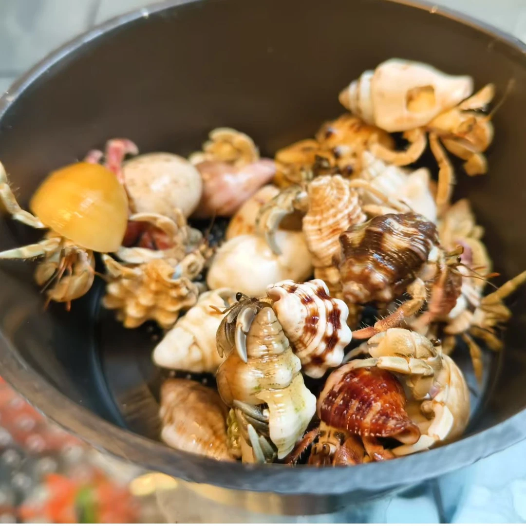 【可爱寄居蟹活体】宠物萌宠儿童礼物豆丁短腕草莓灰白黑莓