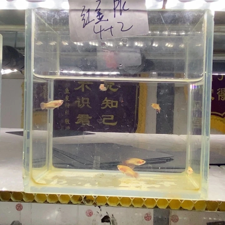 斗鱼包活不包损所见即所得041