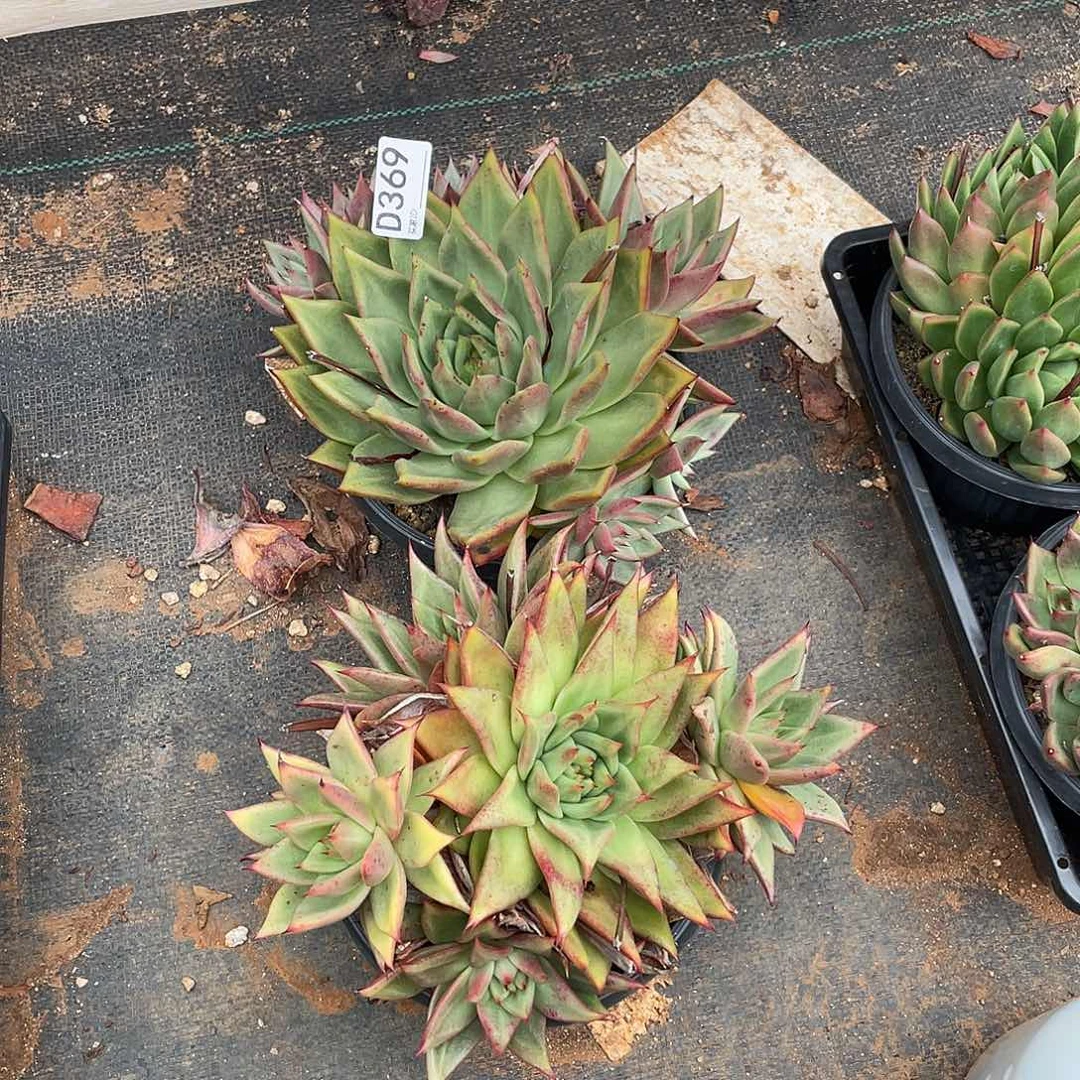 若如东云组拍D369