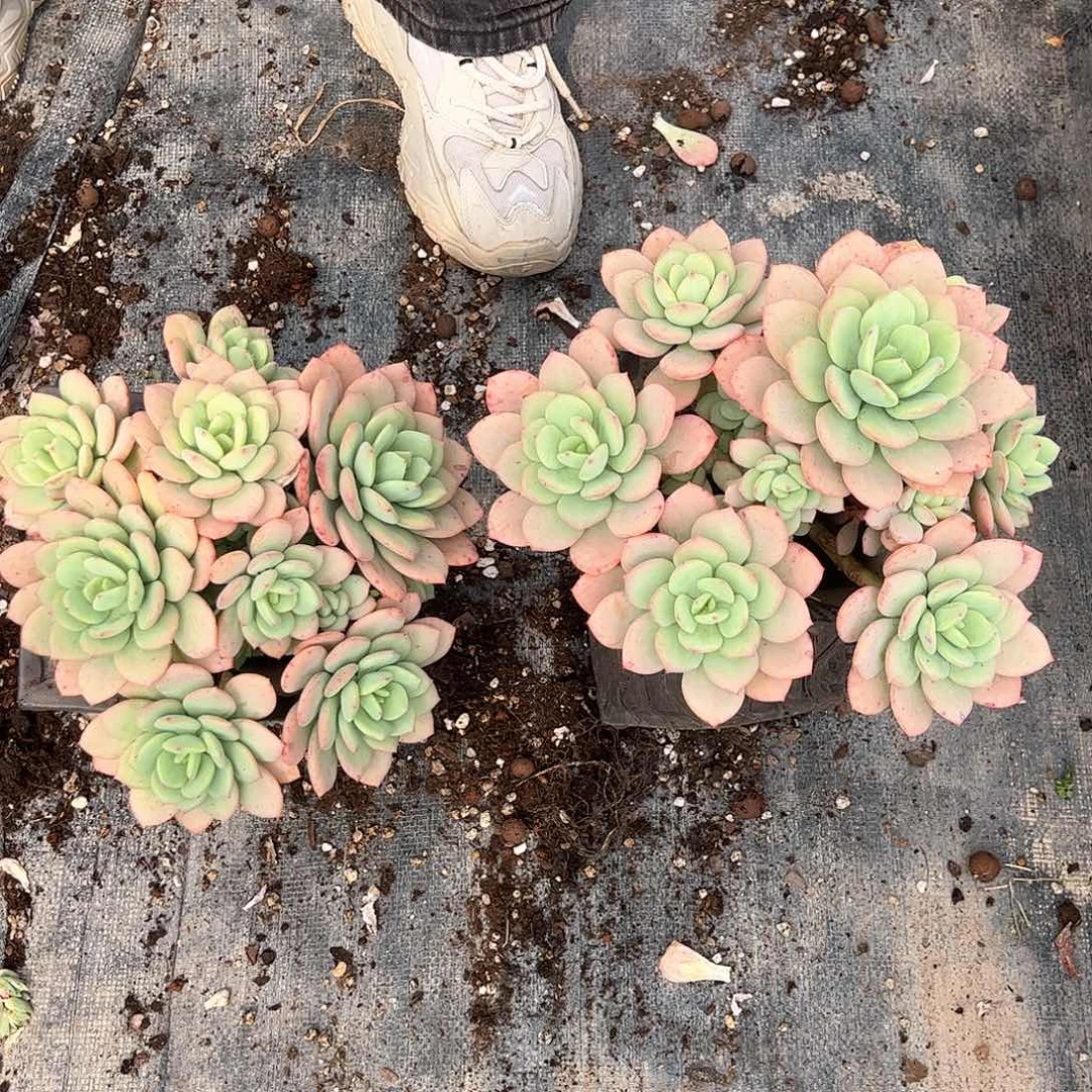 碧萝烟霞00000000000