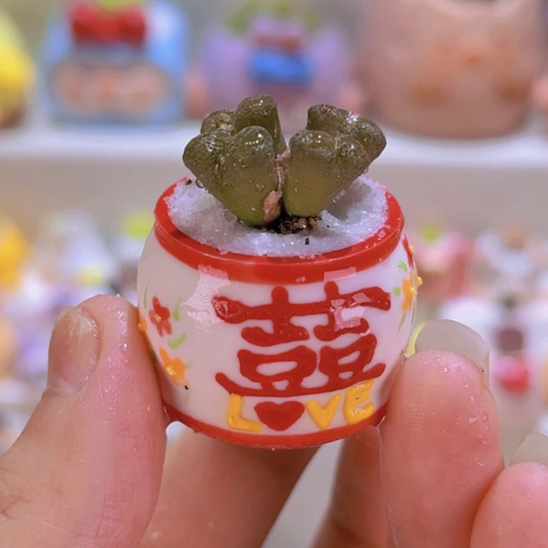 026四头鸟哈尼连盆带土包邮
