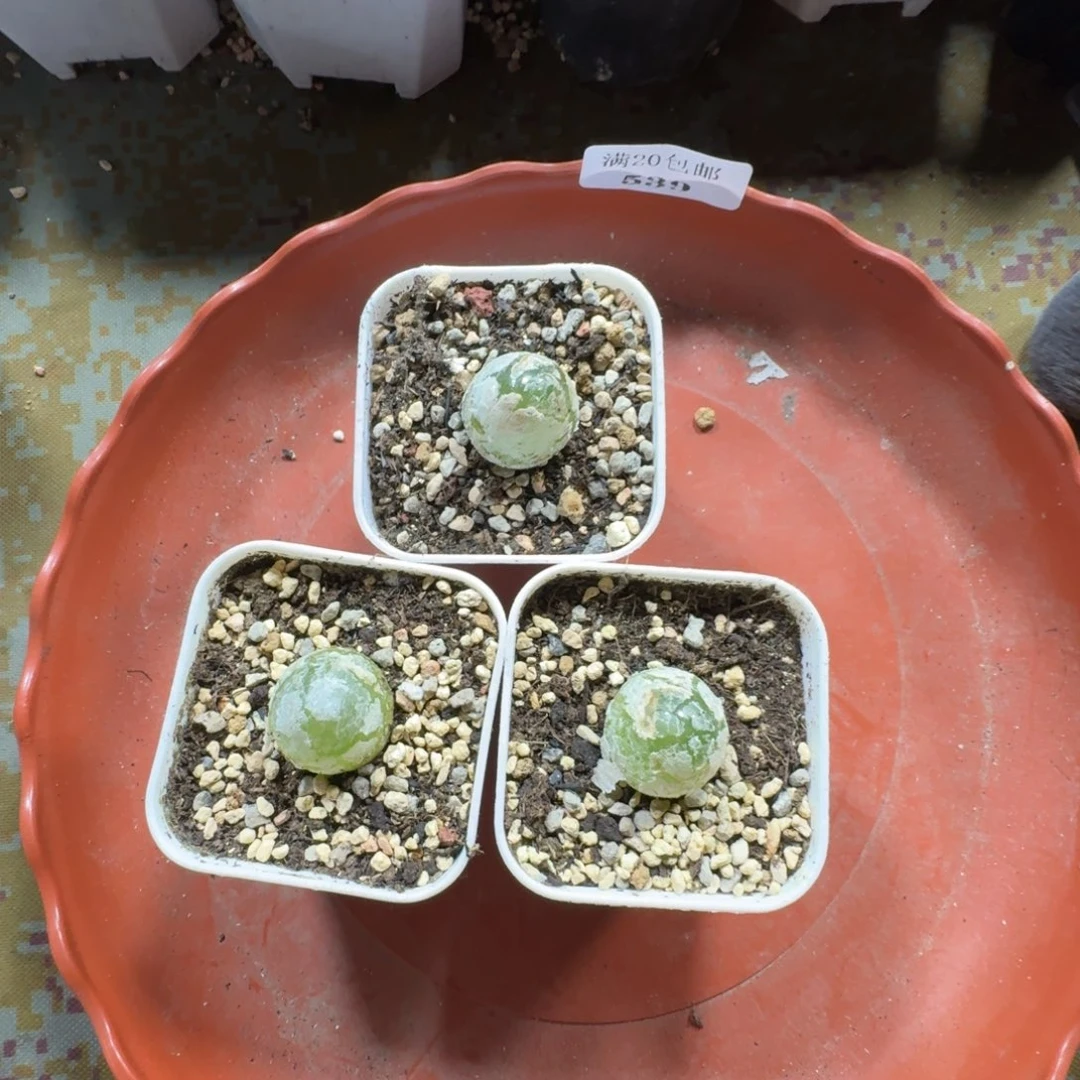 539。 灯泡三颗尺寸2公分。带盆