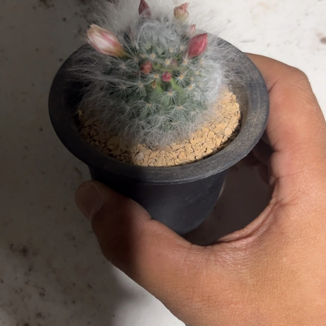 白云高砂无刺默认脱土发