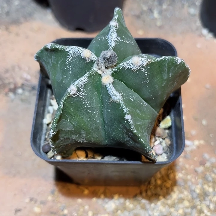 无花朵实生雪顶鸾凤玉下单包邮