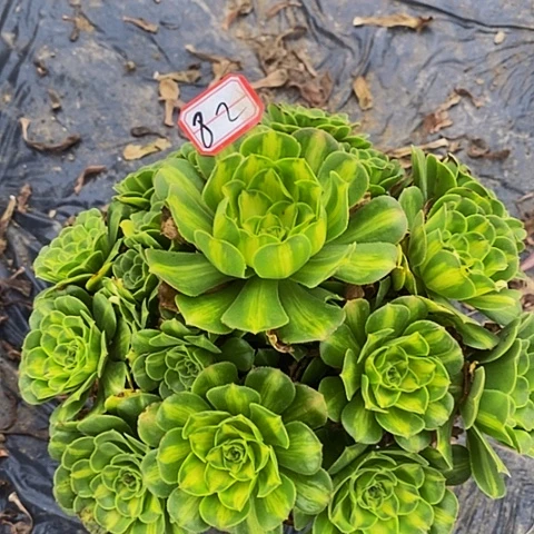 翡翠琉璃老桩捧花82号