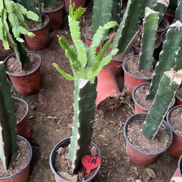 用***5当前无花栽培后可以开花泽娜106