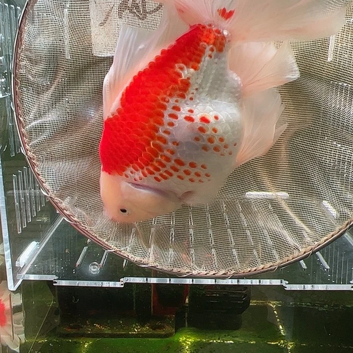 金鱼百褶泰狮压成46