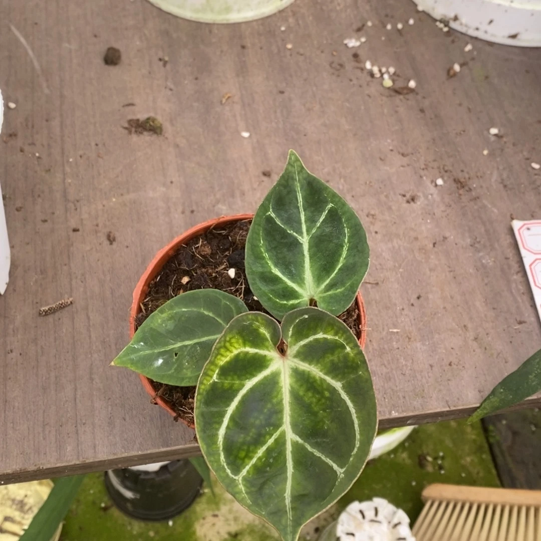 无花朵kos花烛粗脉