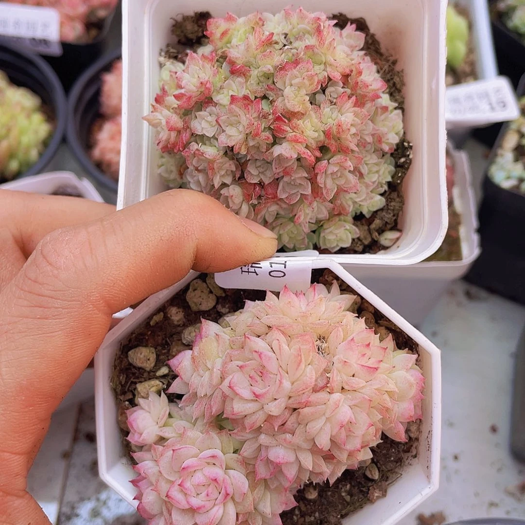 000000000000016量拍