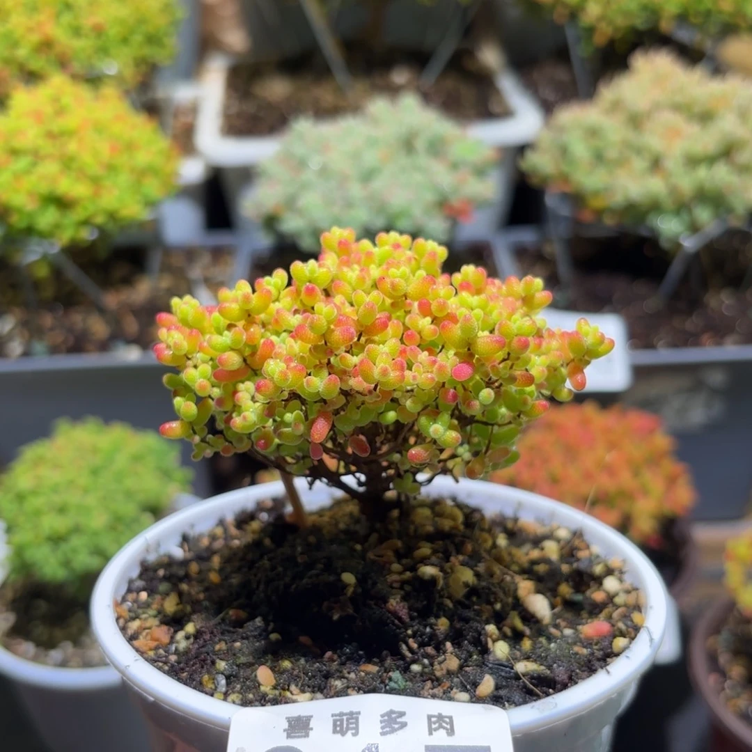 枝干番杏密橘糖球017