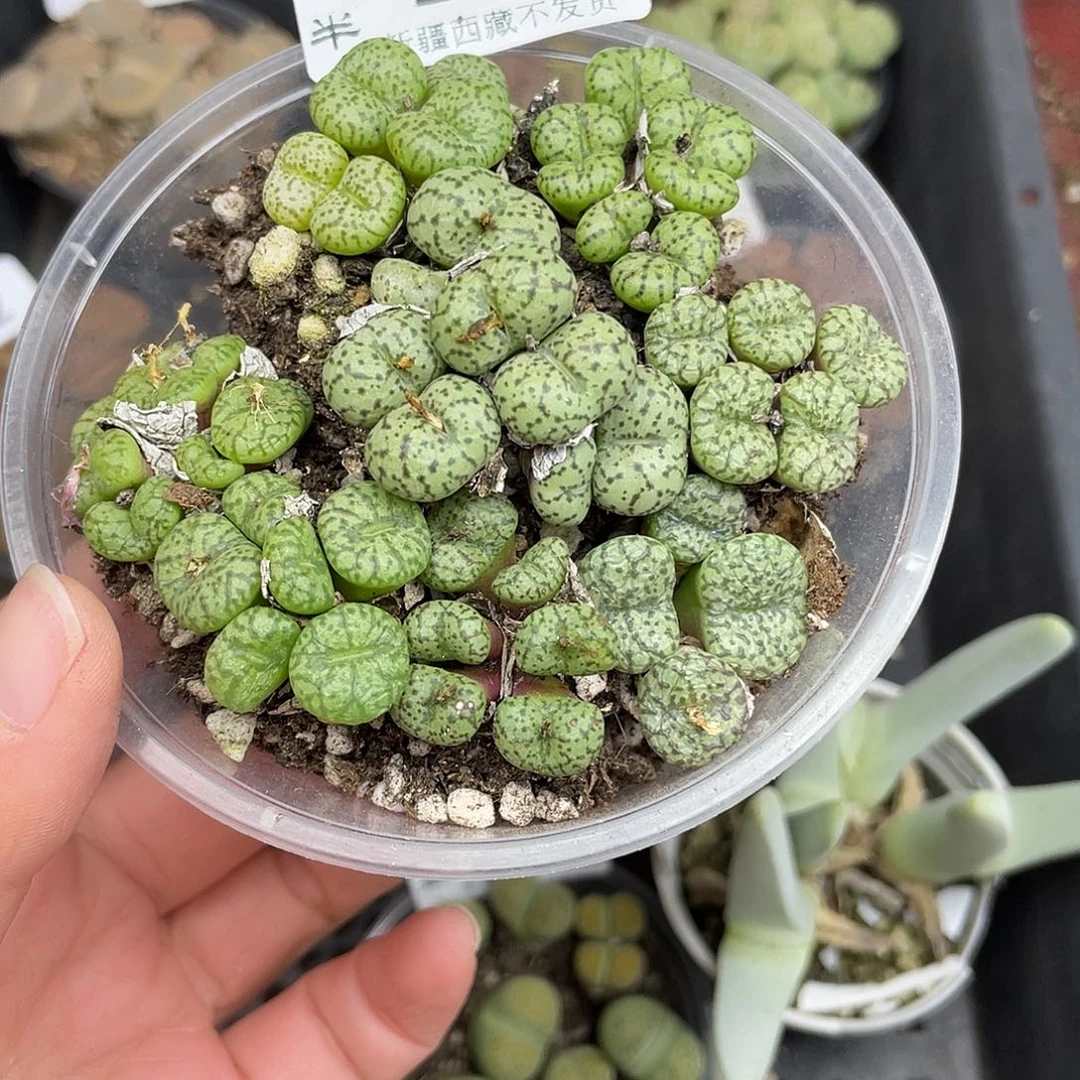 16400000花花花花花花花花