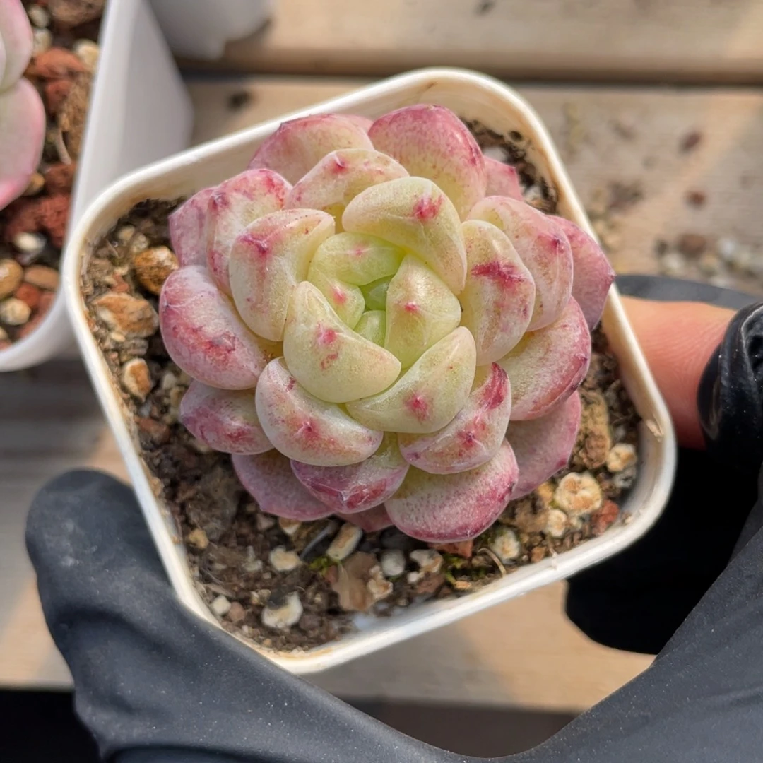 优选甜心石化珍妮2752