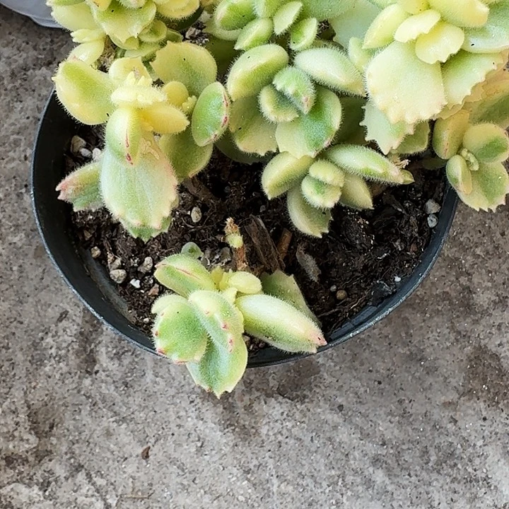 白熊多肉植物满20包邮