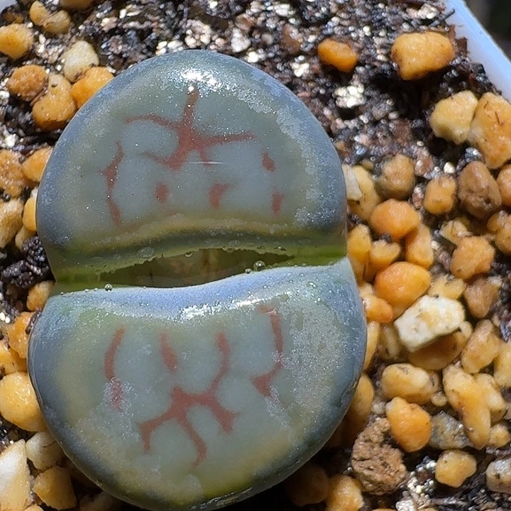 生石花3:：：，等。 79号