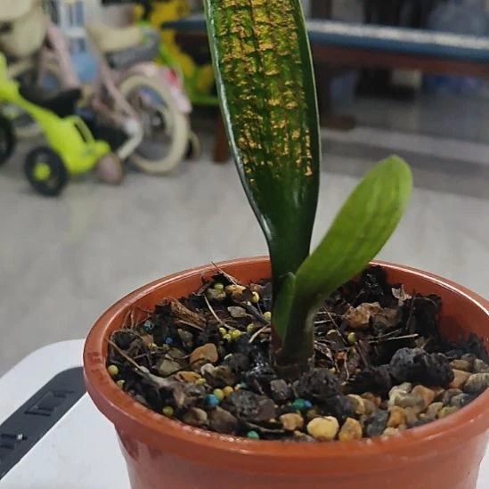 无花朵看看咯哦哦