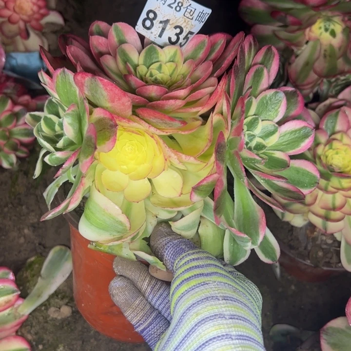 8135南玉资多肉植物