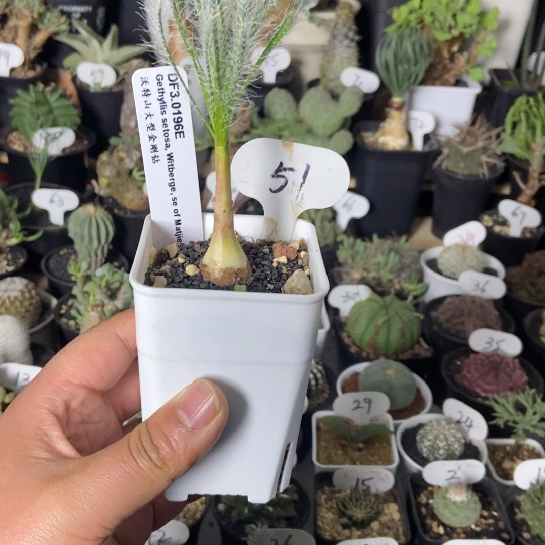 沃特山大型金刚钻