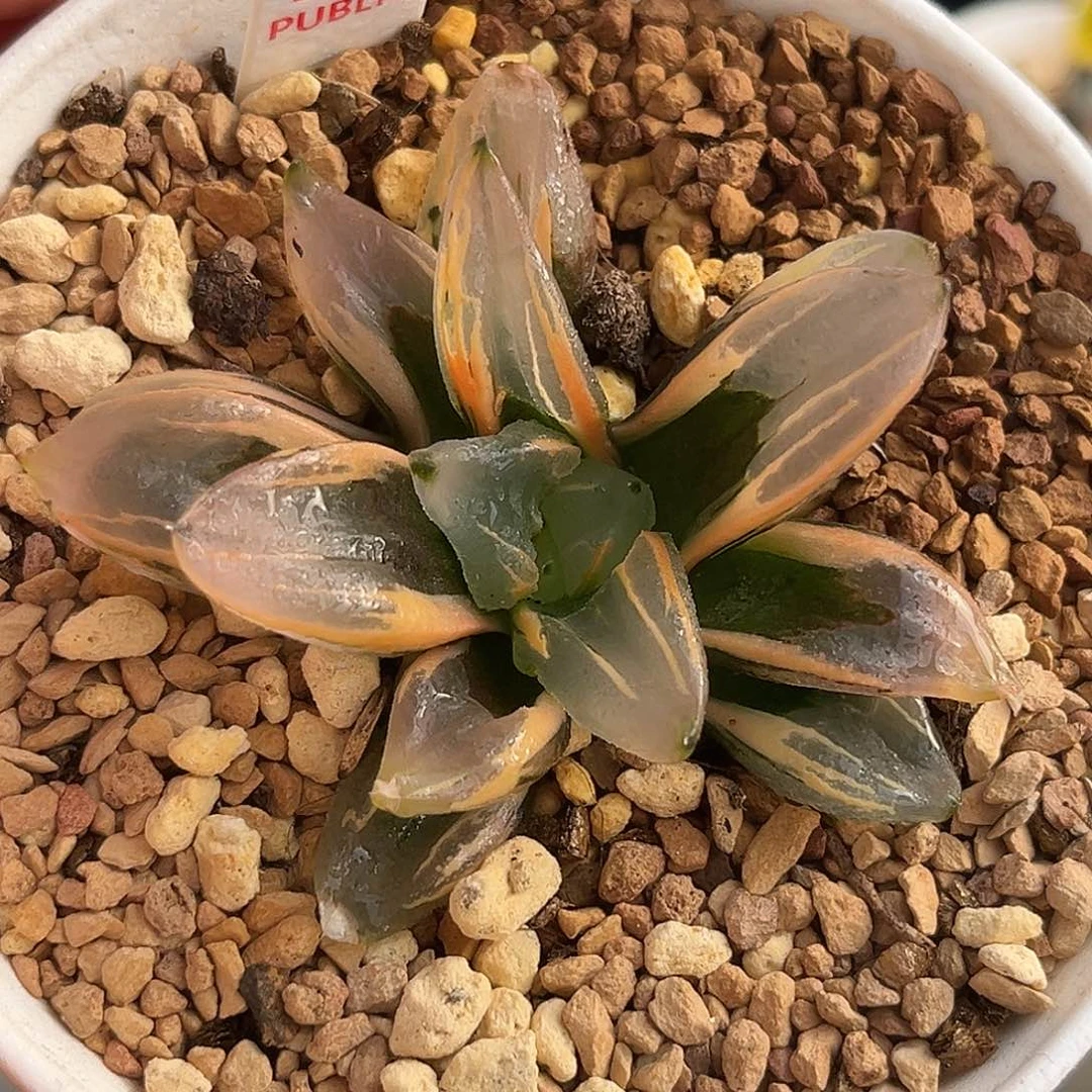 70西瓜变异寿锦福利福利