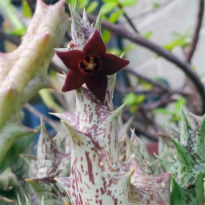 巴黎品牌紫龙角多肉植物开花大戟科阳台办公室内花卉桌面防辐射盆
