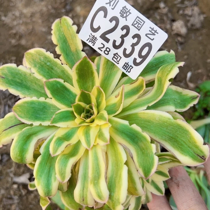 朵*2339砍头多肉植物法师法师