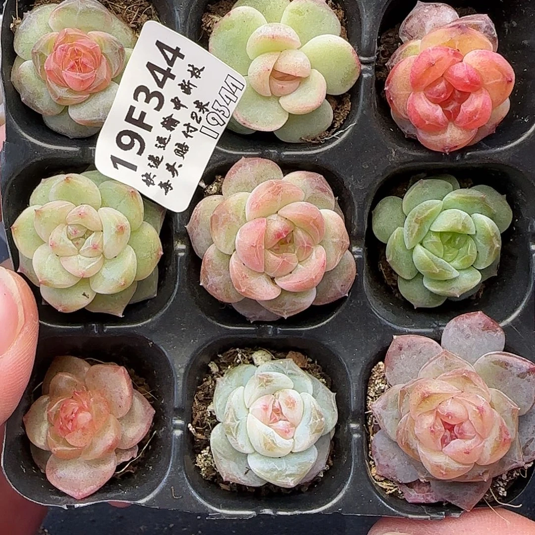 【满29包邮非偏远】344