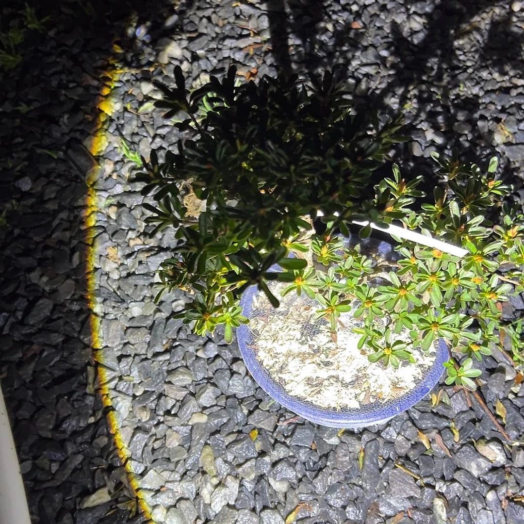 苇***雪无花朵盆景皋月杜鹃4966