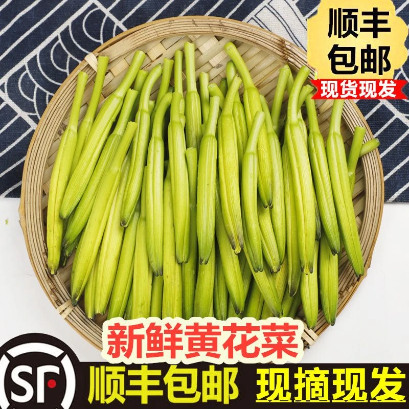 【顺丰包邮】头茬鲜黄花菜现摘现发阳原特产食用金针菜萱草花