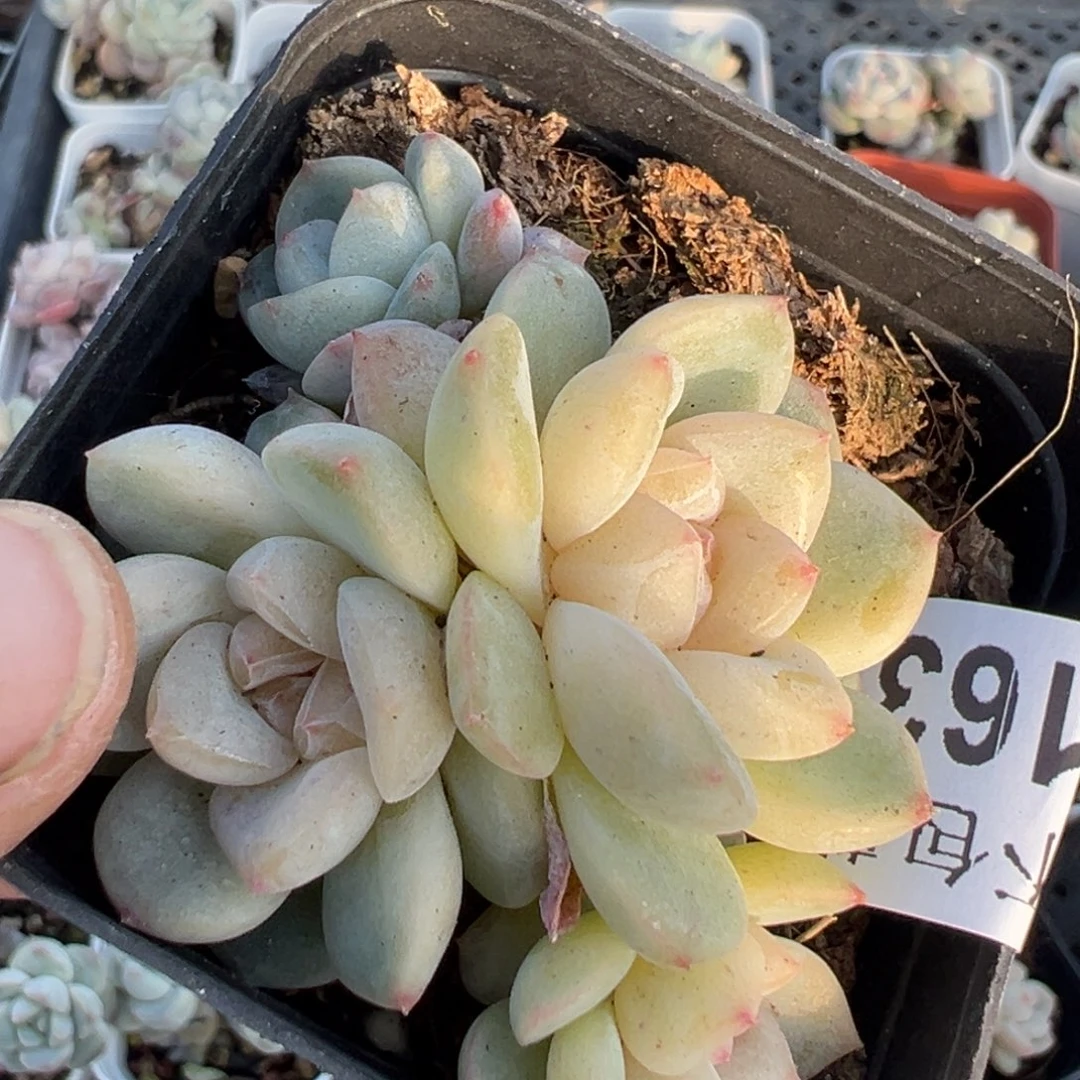 富***鱼小卡拉米糖心一物一拍29-163