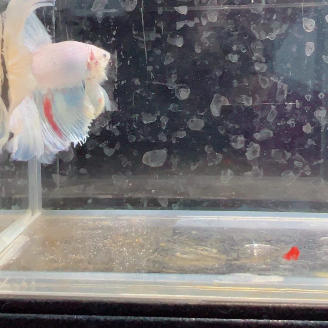 斗鱼浅色仙仙裙特殊尾