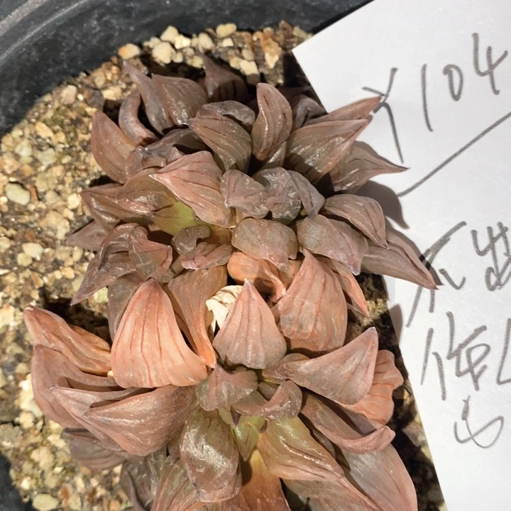 雨*?1046。 一颗西瓜寿福利。