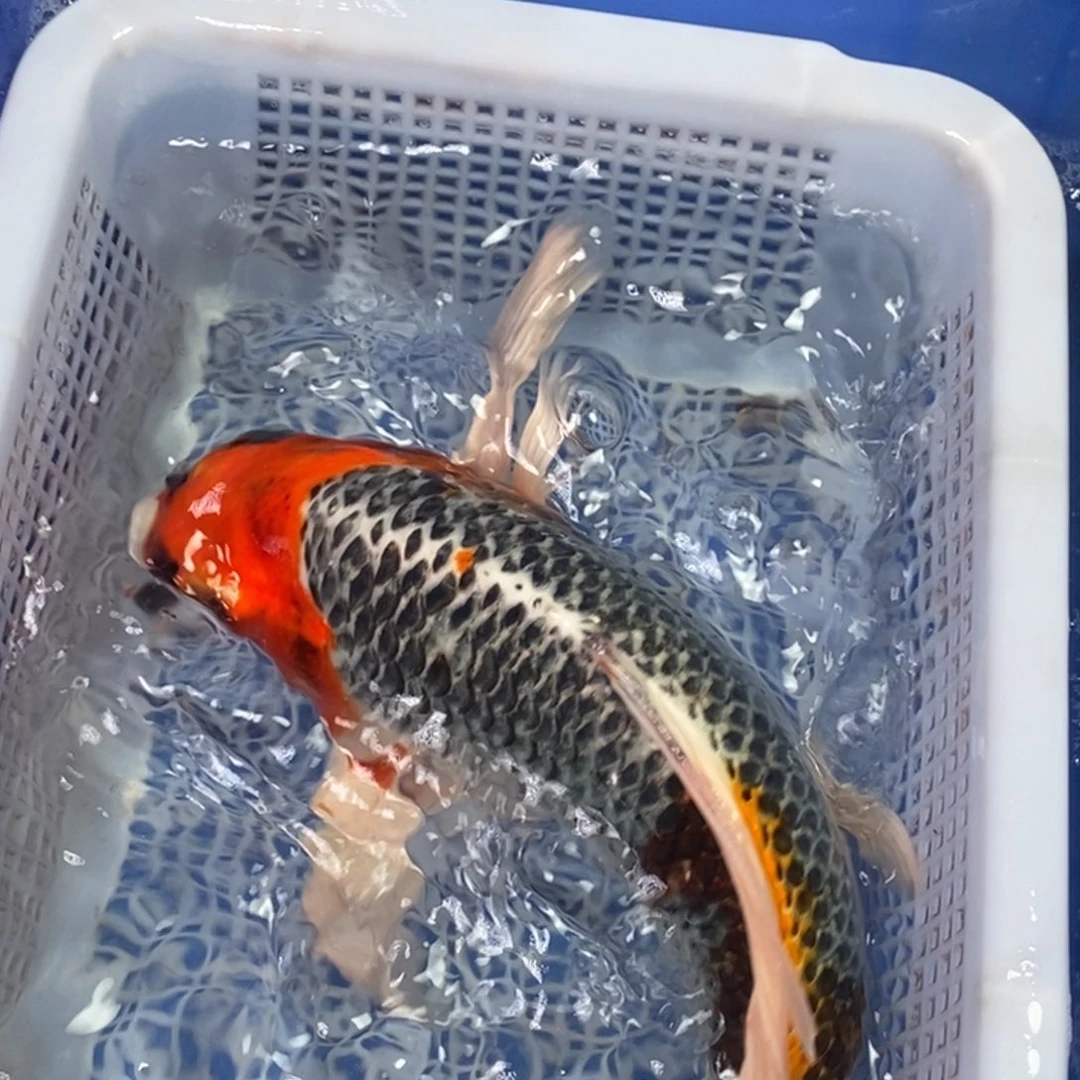 锦鲤冷水锦鲤包邮