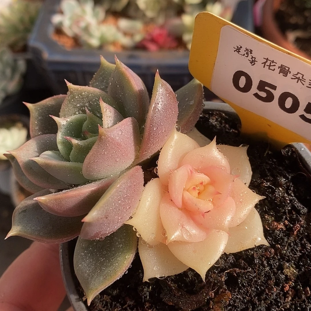 505哈哈哈哈哈哈哈哈