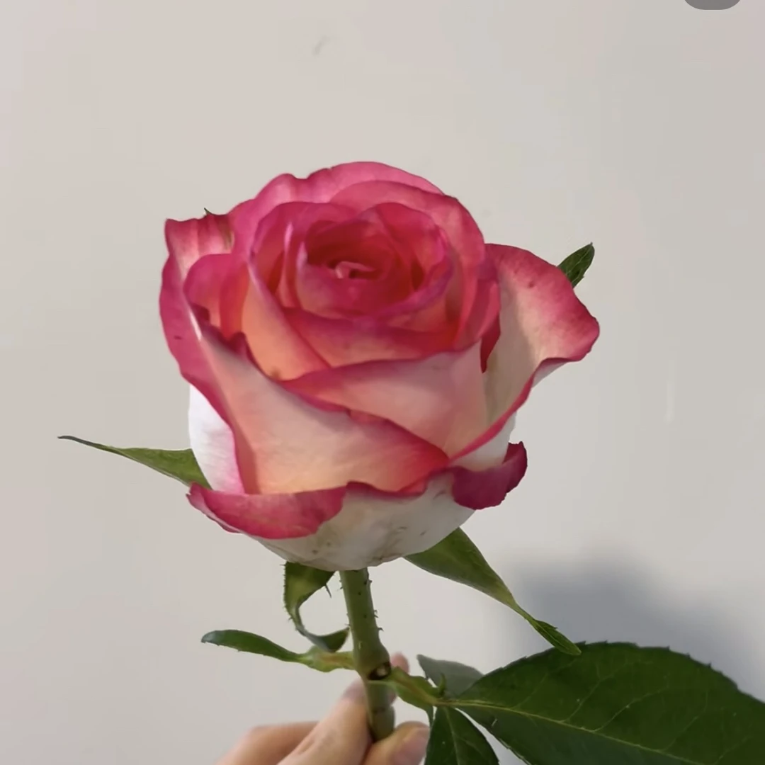 【20枝爱莎玫瑰宠粉福利】凑单专用 请勿单拍 任意两单鲜花升级冷链