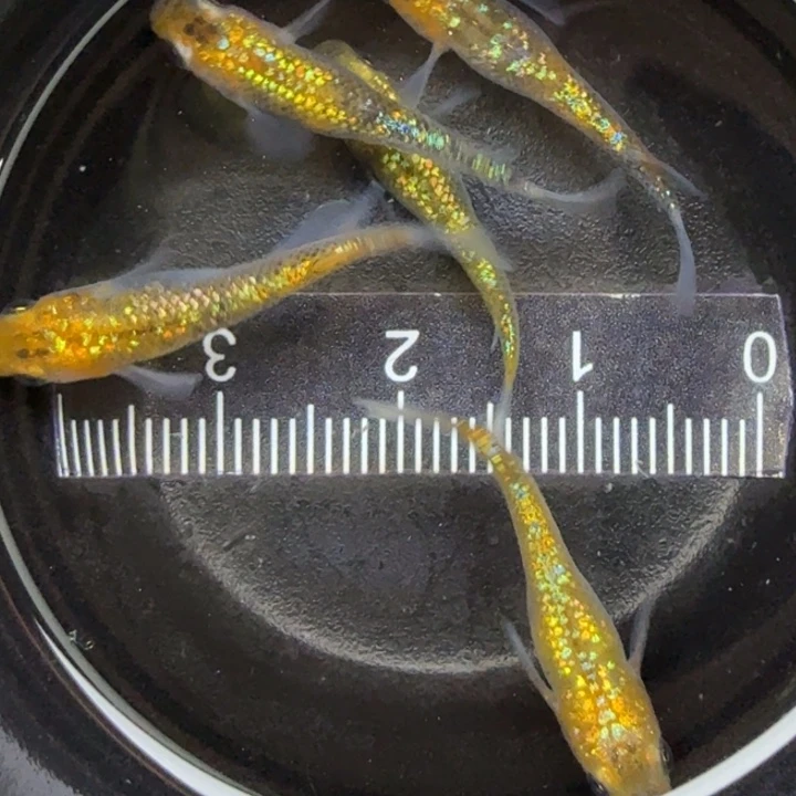 青鳉鱼猫饭星光12号