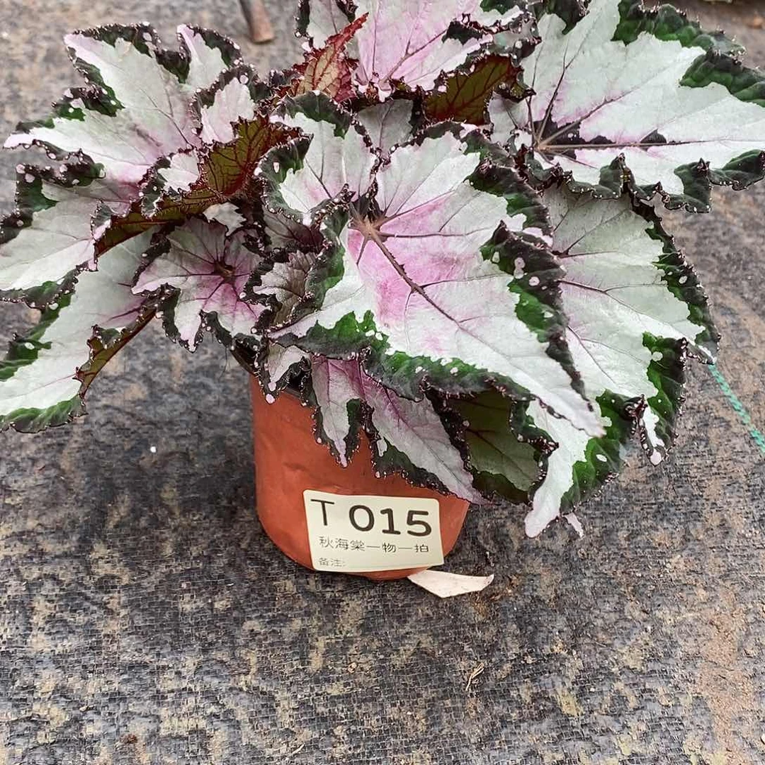 不开花植物c***希秋海棠015