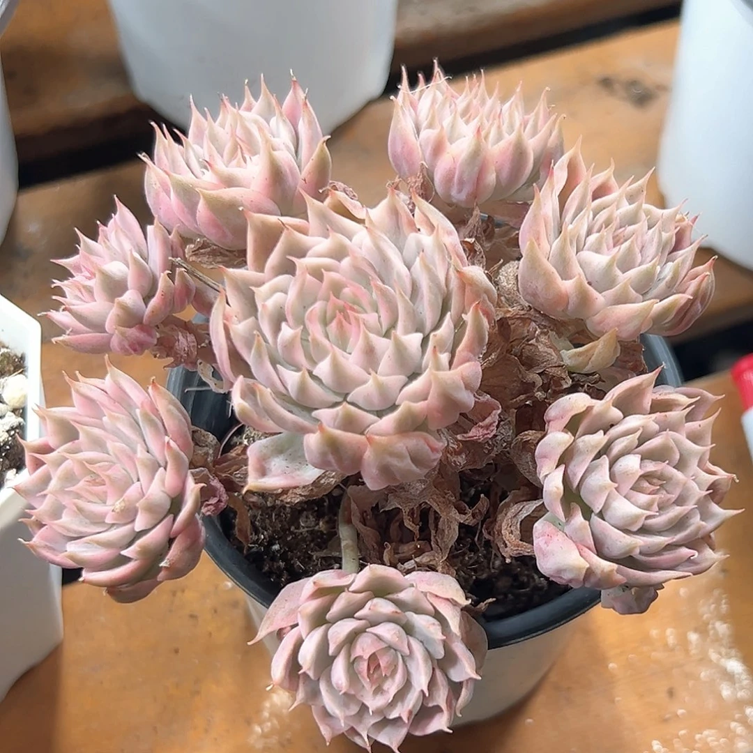 玛格丽特锦 小方花圃一单包邮非偏远