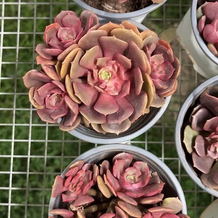 大红袍群生12㎝盆参考